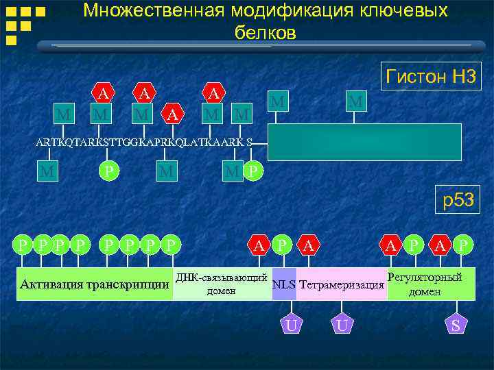 Множественная модификация ключевых белков M A M A Гистон Н 3 A M M