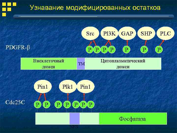 Узнавание модифицированных остатков Src PDGFR-b P P Внеклеточный домен Pin 1 Cdc 25 C