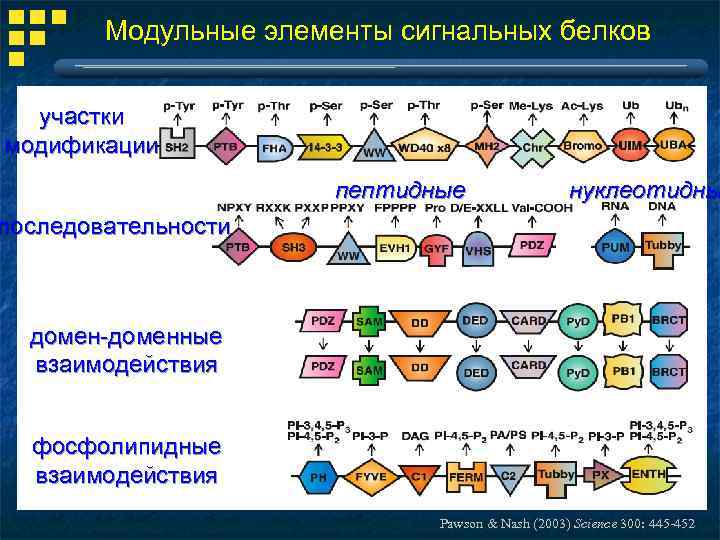 Модульные элементы сигнальных белков участки модификации пептидные нуклеотидны последовательности домен-доменные взаимодействия фосфолипидные взаимодействия Pawson