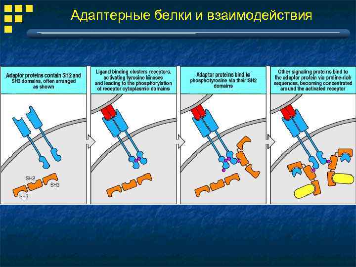 Адаптерные белки и взаимодействия 