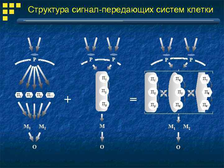 Структура сигнал-передающих систем клетки Р Р П 1 П 2 П 3 М 1