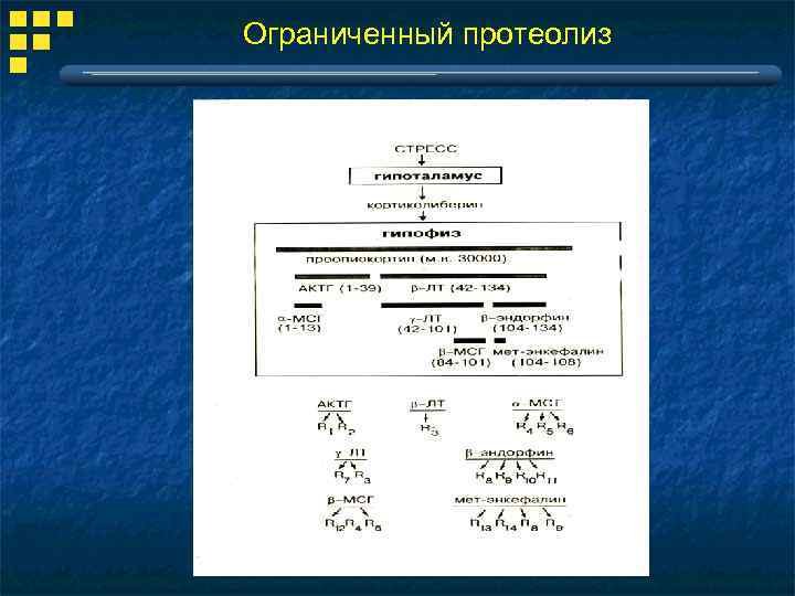 Ограниченный протеолиз 