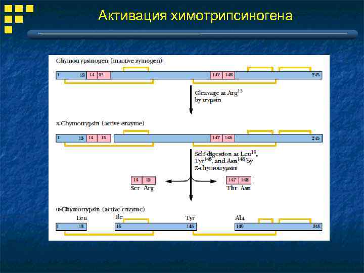 Активация химотрипсиногена 