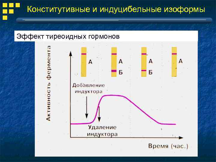 Конститутивные и индуцибельные изоформы Эффект тиреоидных гормонов 