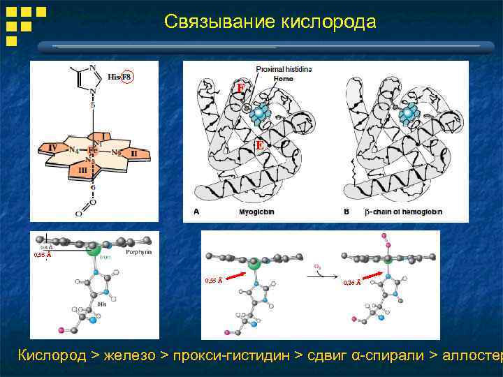 Связывание кислорода F E 0, 55 Å 0, 26 Å Кислород > железо >