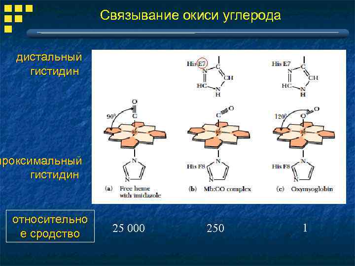 Связывание окиси углерода дистальный гистидин проксимальный гистидин относительно е сродство 25 000 250 1