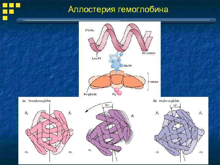 Аллостерия гемоглобина 