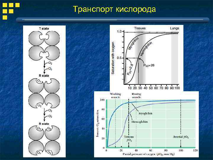 Транспорт кислорода 