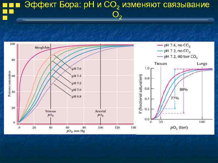 Эффект Бора: р. Н и СО 2 изменяют связывание О 2 