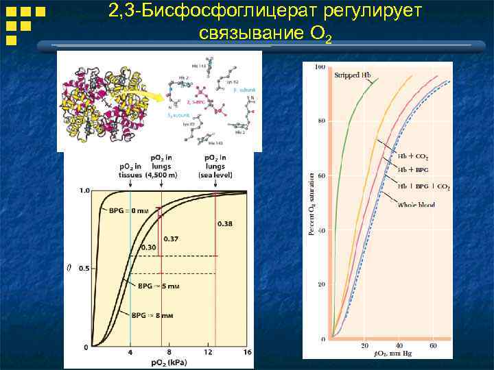 2, 3 -Бисфосфоглицерат регулирует связывание О 2 