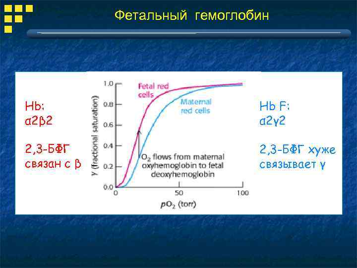 Фетальный гемоглобин Hb: α 2β 2 Hb F: α 2γ 2 2, 3 -БФГ