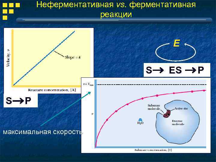 Неферментативная vs. ферментативная реакции E S S P максимальная скорость ES P 