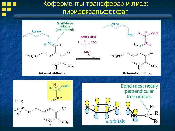 Гамма глютамин трансфераза