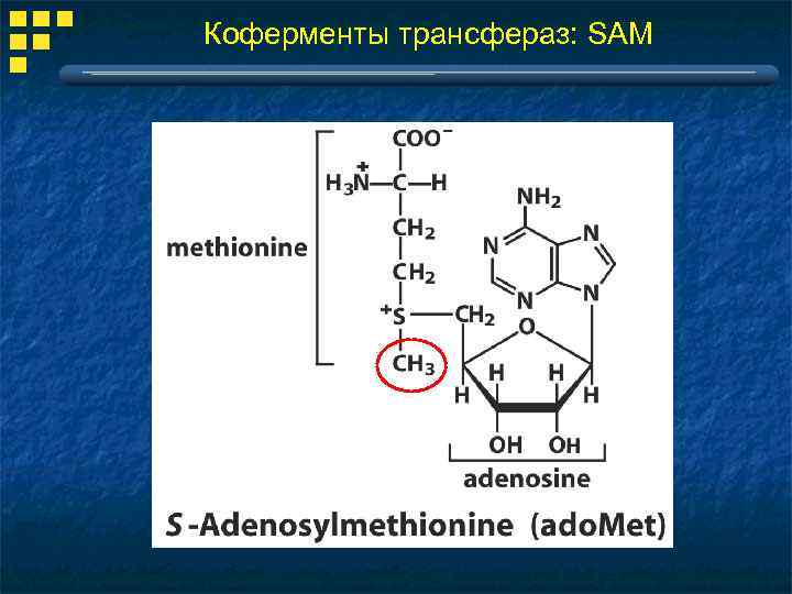 Гамма глютамин трансфераза