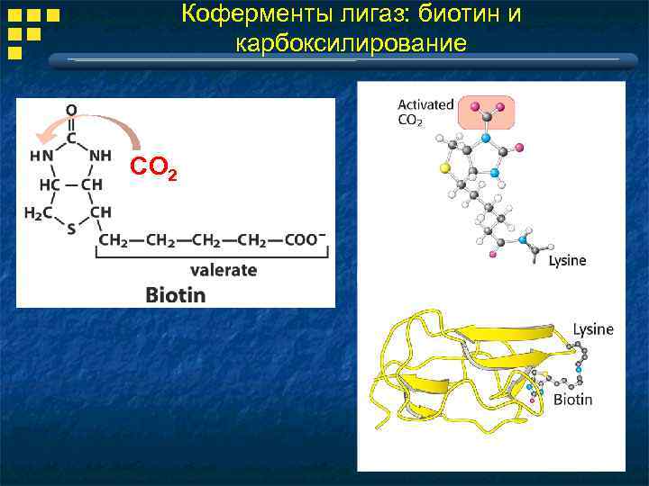 Коферменты лигаз: биотин и карбоксилирование СО 2 