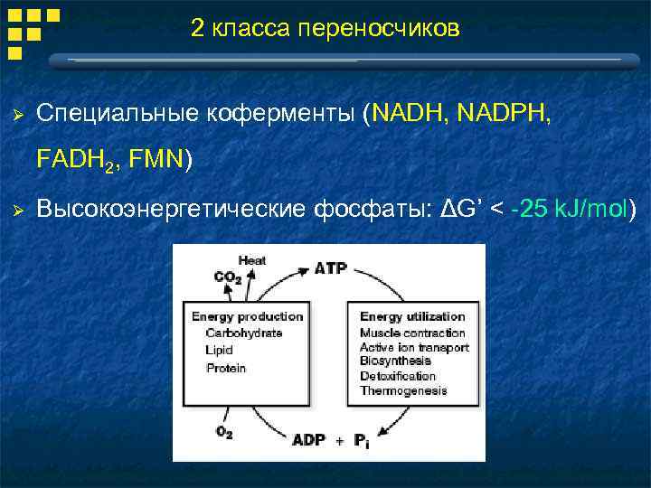 2 класса переносчиков Ø Специальные коферменты (NADH, NADPH, FADH 2, FMN) Ø Высокоэнергетические фосфаты: