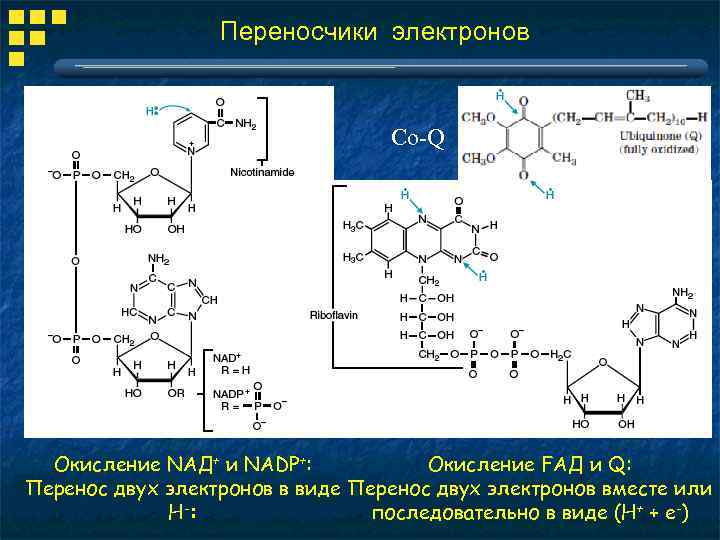 Окисление электроны. Переносчики электронов. Окисление NADP. Переносчики электронов в живых системах. Названия переносчиков электронов.