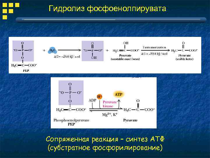 Гидролиз фосфоенолпирувата Сопряженная реакция – синтез АТФ (субстратное фосфорилирование) 