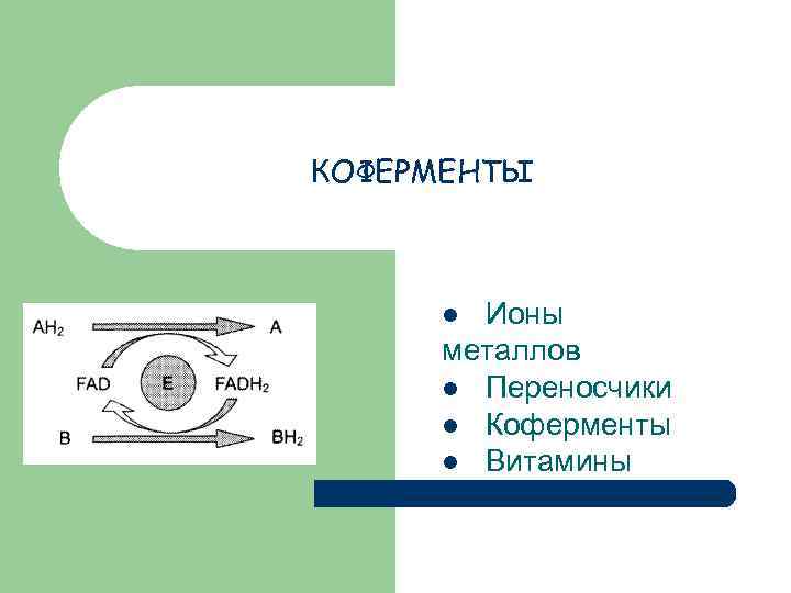 КОФЕРМЕНТЫ Ионы металлов l Переносчики l Коферменты l Витамины l 