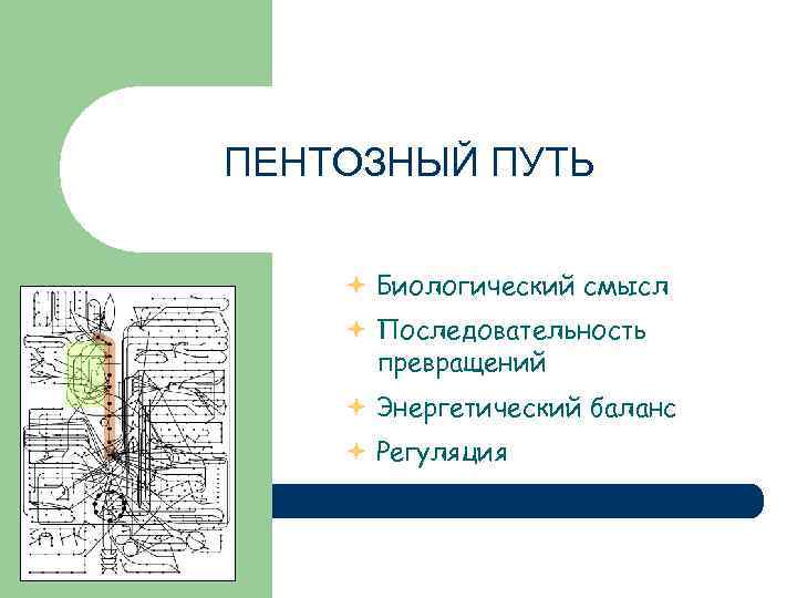 ПЕНТОЗНЫЙ ПУТЬ Биологический смысл Последовательность превращений Энергетический баланс Регуляция 