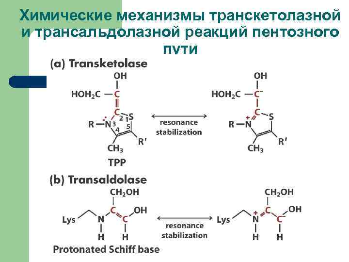 Химические механизмы транскетолазной и трансальдолазной реакций пентозного пути 