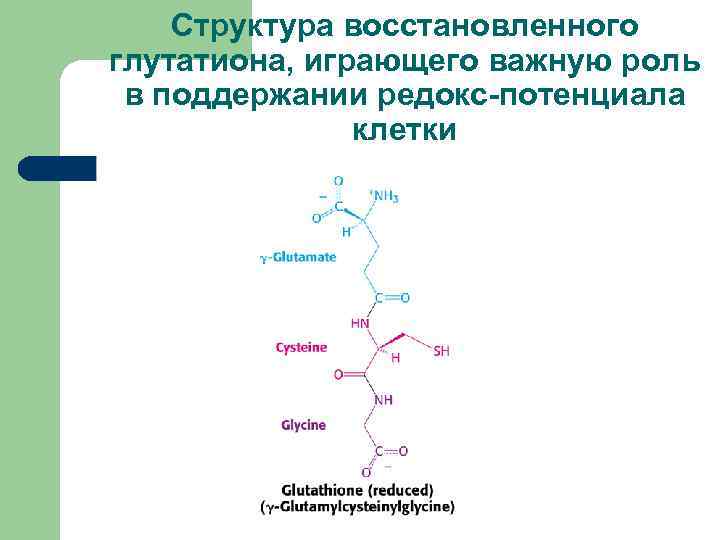 Структура восстановленного глутатиона, играющего важную роль в поддержании редокс-потенциала клетки 