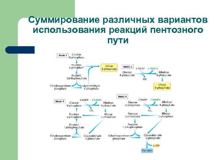 Суммирование различных вариантов использования реакций пентозного пути 