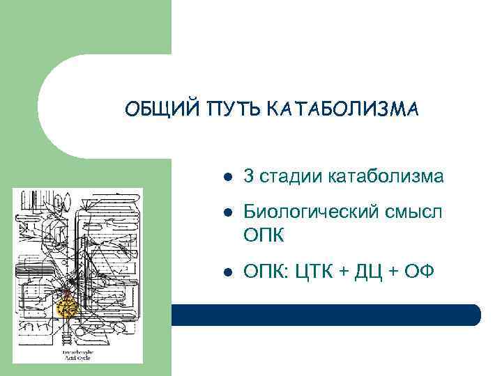 ОБЩИЙ ПУТЬ КАТАБОЛИЗМА l 3 стадии катаболизма l Биологический смысл ОПК l ОПК: ЦТК