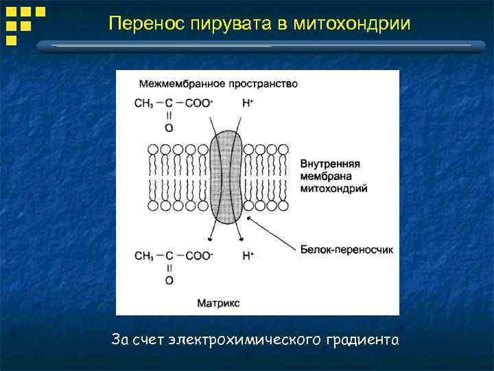 Перенос пирувата в митохондрии За счет электрохимического градиента 
