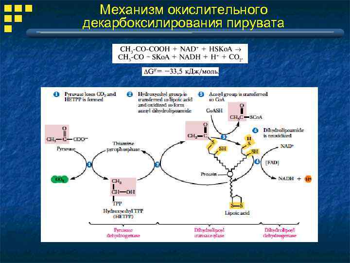 Механизм окислительного декарбоксилирования пирувата 