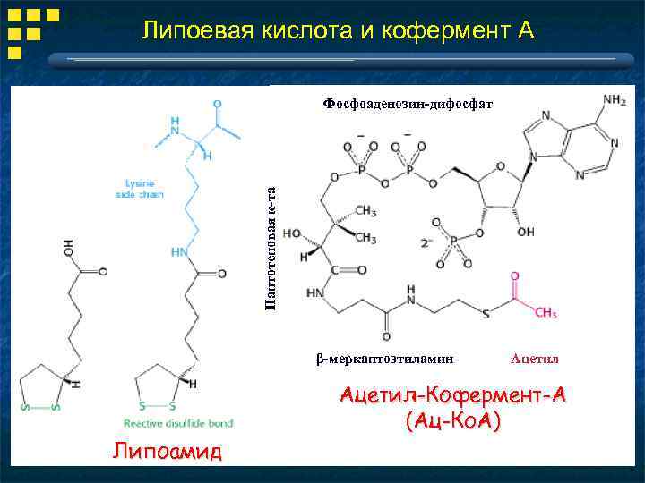 Липоевая кислота и кофермент А Пантотеновая к-та Фосфоаденозин-дифосфат β-меркаптоэтиламин Липоамид Ацетил-Кофермент-А (Ац-Ко. А) 