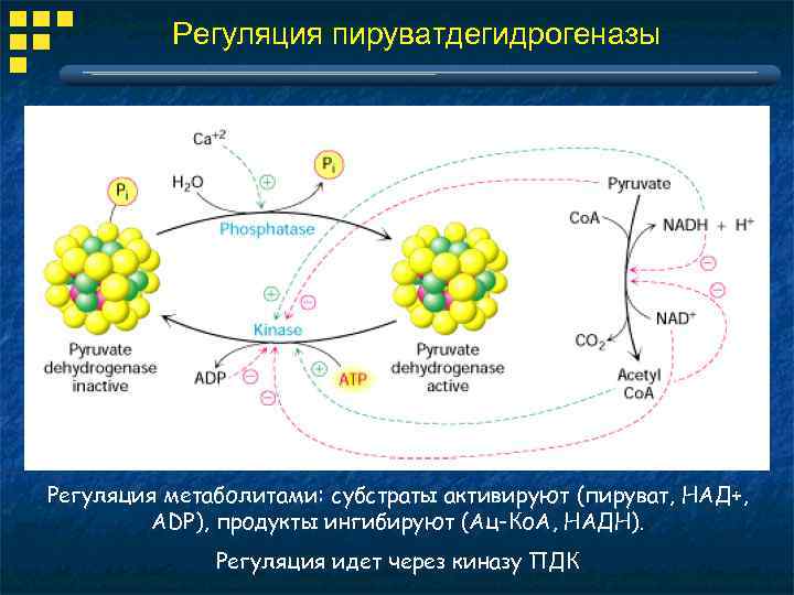 Регуляция пируватдегидрогеназы Регуляция метаболитами: субстраты активируют (пируват, НАД+, АDP), продукты ингибируют (Ац-Ко. А, НАДН).