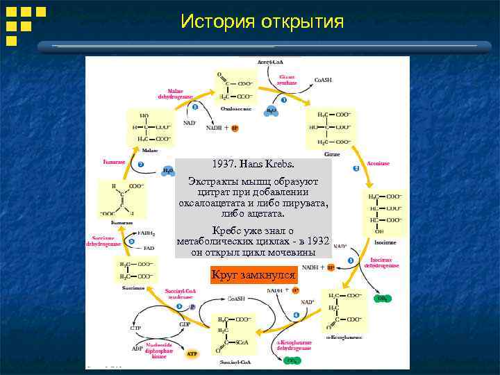 История открытия 1937. Hans Krebs. Экстракты мышц образуют цитрат при добавлении оксалоацетата и либо