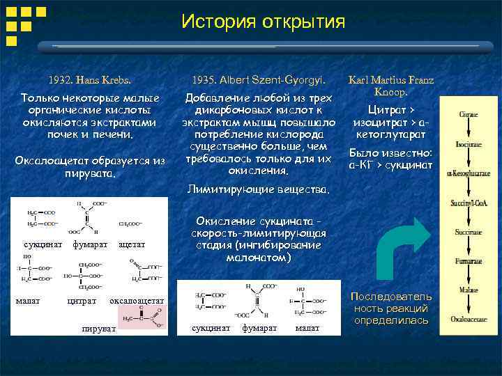 История открытия 1932. Hans Krebs. 1935. Albert Szent-Gyorgyi. Только некоторые малые органические кислоты окисляются
