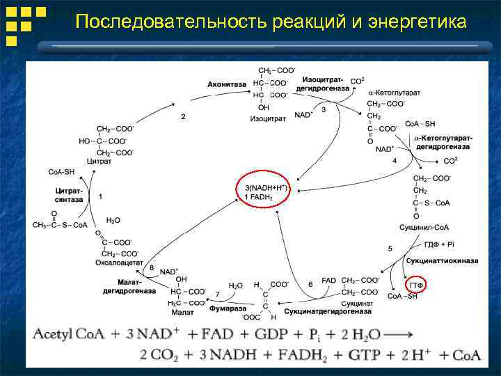 Последовательность реакций и энергетика 