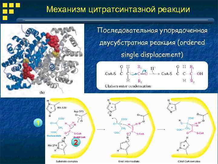 Механизм цитратсинтазной реакции Последовательная упорядоченная двусубстратная реакция (ordered single displacement) 1 2 