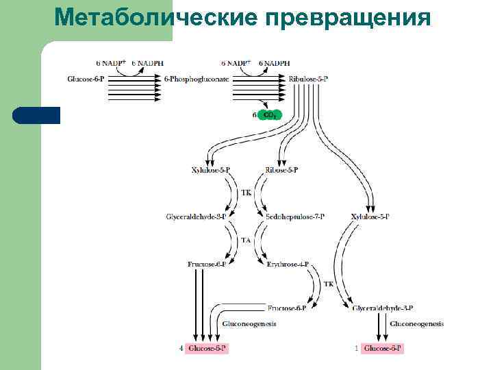 Метаболические превращения 