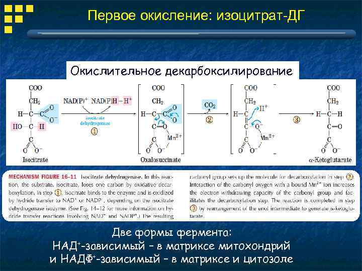 Первое окисление: изоцитрат-ДГ Окислительное декарбоксилирование Две формы фермента: НАД+-зависимый – в матриксе митохондрий и