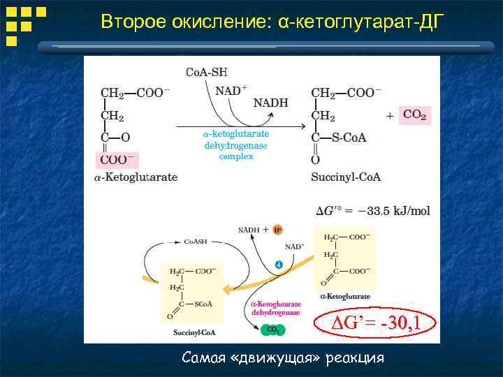 Второе окисление: α-кетоглутарат-ДГ ΔG’= -30, 1 Самая «движущая» реакция 