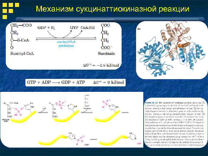 Механизм сукцинаттиокиназной реакции 