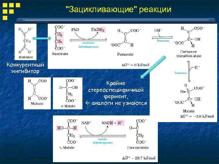 "Зацикливающие" реакции Конкурентный ингибитор Крайне стереоспецифичный фермент, аналоги не узнаются 