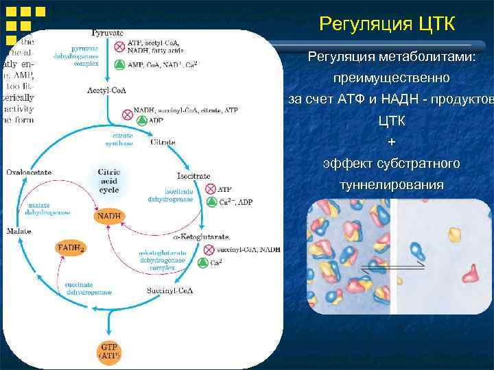 Регуляция ЦТК Регуляция метаболитами: преимущественно за счет АТФ и НАДН - продуктов ЦТК +