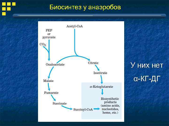 Биосинтез у анаэробов У них нет α-КГ-ДГ 