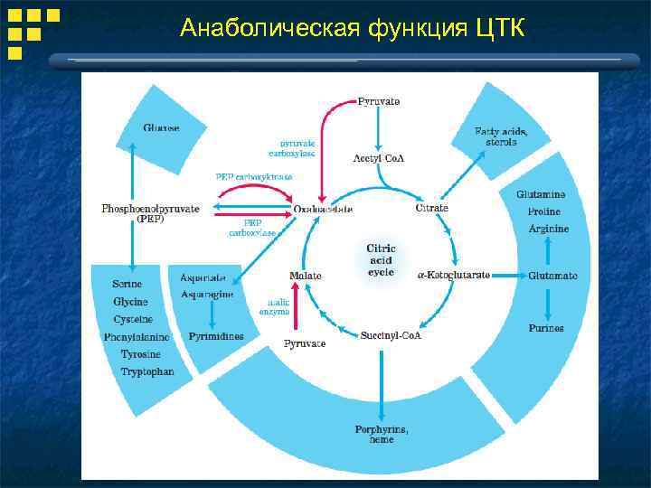 Анаболическая функция ЦТК 