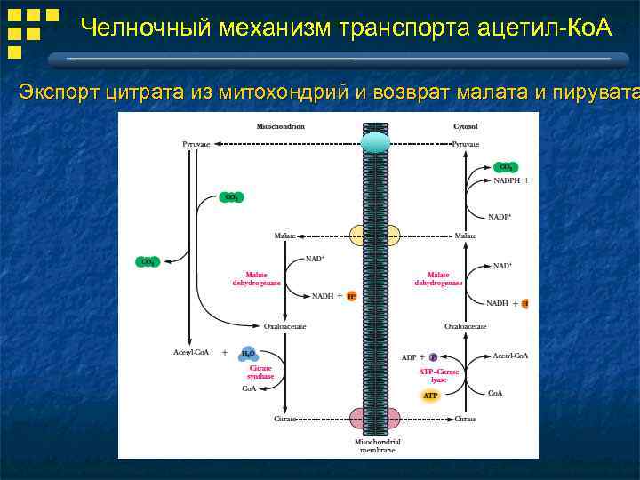 Челночный механизм транспорта ацетил-Ко. А Экспорт цитрата из митохондрий и возврат малата и пирувата