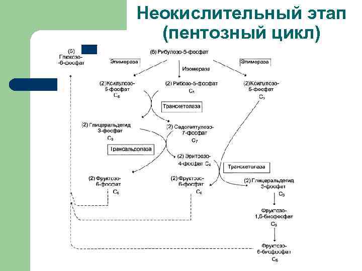 Неокислительный этап (пентозный цикл) 