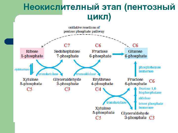 Энергетический цикл. Схема пентозного цикла. Значение пентозного цикла. Неокислительная ветвь пентозного цикла. Пентозный цикл этапы.