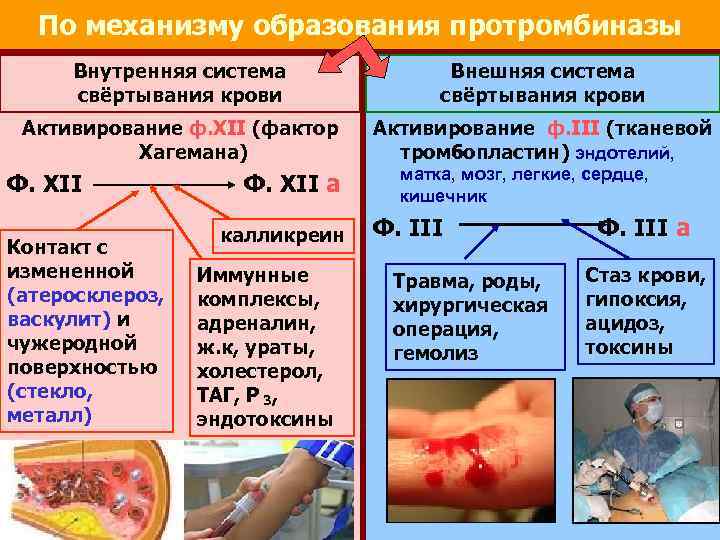 Схема свертывания крови 8 класс схема