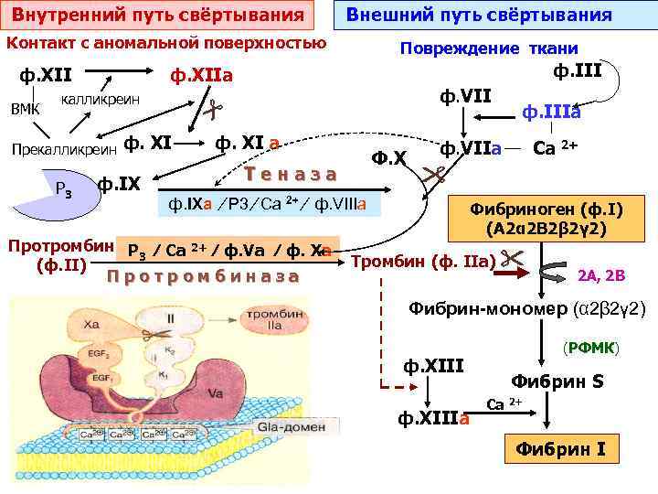 Схема системы свертывания крови