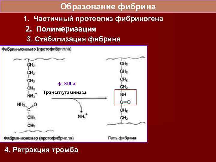 Гемостаз схема свертывание крови